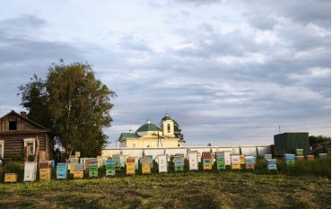 Наша пасека в 2025 году