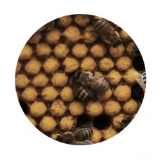 Трутнёвый гомогенат